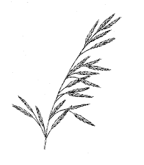 Image result for Pseudobromus