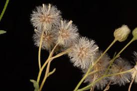 Image result for Eschenbachia stricta