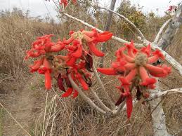 Image result for Erythrina abyssinica