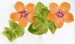 Disegni facili a matita fiori. Un Tutorial Passo Passo Su Come Disegnare Fiori A Matita