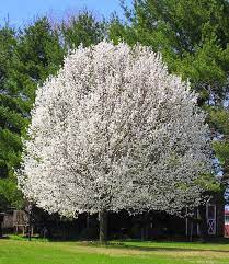 Juicy pears are a staple in summer and fall dishes and pear trees have little to no issues with disease or insects. Flowering Pear Tree Trees For Front Yard Flowering Pear Tree Beautiful Tree