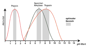 Ldh (aktivität nimmt aufgrund der kältelabilität von ldh4 und ldh5 ab) saure phosphatase (ist nur angesäuert stabil) substrate. Exkurs B Enzyme Ohne Sie Geht Gar Nichts Teil 2