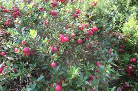 Image result for Pollichia campestris