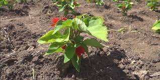 Sunken Gardens, a slice of cherry pie