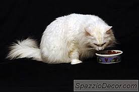 Maybe you would like to learn more about one of these? Cara Sembunyikan Pil Dalam Makanan Kucing 2021