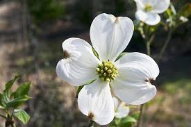 Jun 13, 2021 · the native range of this deciduous tree is a wide swath of the southeastern u.s., with the northern edge of its range reaching into ohio. 10 Native Plants That Thrive In Ohio
