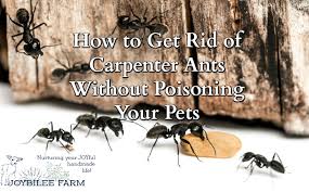 The reason for the examination is to decide whether they are situated outside and basically. How To Get Rid Of Carpenter Ants Without Poisoning Your Pets
