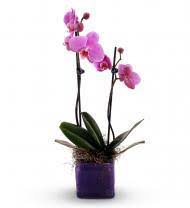Please correct the email address and try again, or click here to search by billing phone number. Arizona Florists Flowers Avas Flowers