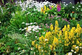 A surprising day of sunshine had me snap these pictures of bulbs, perennials and even a water plant on the last day of feb. Best Perennials For Pacific Northwest Gardens Levy S Lawns And Landscaping