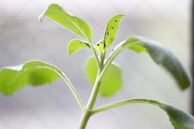 アブラムシの発生原因と生態とは 手軽に試してみたい9つの駆除方法 Lovegreen ラブグリーン
