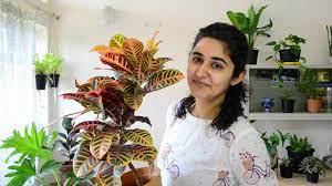 Exposure to sunlight ensures that your bud actually blooms. Best Indoor Plants In India For Decoration Youtube
