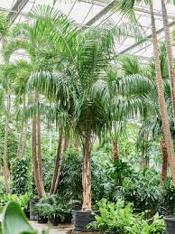 Image result for Syagrus