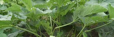 Image result for Allophylus lastoursvillensis