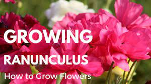 Pin On Ranunculus