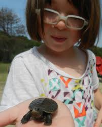 Terrapin Hatchlings Abound at Nockum Hill