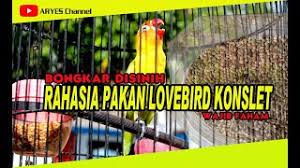 Pakan Lovebird Fighter Goldcoin Manfaat Gold Coin Cute766