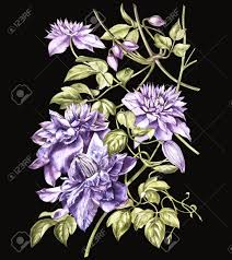 Maybe you would like to learn more about one of these? Illustration In Watercolor Of A Clematis Flower Blossom Floral Card With Flowers Botanical Illustration Stock Photo Picture And Royalty Free Image Image 78913929