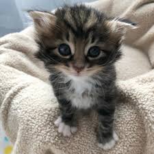 Lovemeow Com Cute Kittens Kediler Ve Yavrulari Ve Evcil Hayvanlar