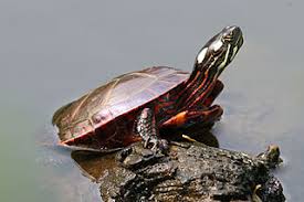 However, the plastron has a vibrant black and red central pattern. Painted Turtle Wikipedia