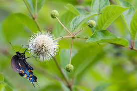 Image result for Cephalanthus