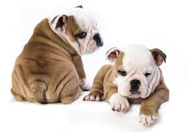 Tidos como a tradução perfeita da fofura, os cachorros pequenos estão entre os preferidos de muitos proprietários de pets. Cachorro Pequeno Tudo O Que Voce Precisa Saber Cachorrogato