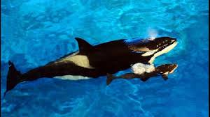 Paus ini dinamakan karena bahan putih susu spermaceti yang terdapat pada kepalanya, dan pada awalnya dikira sebagai sperma. Paus Pembunuh Adalah Binatang Latin Orcinus Orca Orca Apakah Itu Ikan Paus Atau Lumba Lumba Mari Kita Cari Tahu Bersama