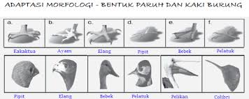 Adaptasi Morfologi Fisiologi Dan Tingkah Laku Kita Punya