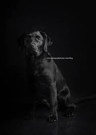 Border collie / black lab puppies $250 (mkt > fairmont) pic hide this posting restore restore this posting. Portraits Of Black Labrador Puppy Southeast Mn Dog Photographer Photography By Kari Kari Mcgill Southeast Minnesota Photographer