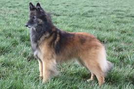 All of our dog and puppies live inside our home with us. Belgian Tervuren Puppies For Sale From Reputable Dog Breeders