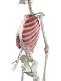 A robust ribcage also permits the attachment of stronger pectoral muscles. Female Skeleton With Visible Outer Intercostal Muscles Computer Illustration Human Anatomy Musculature Stock Photo 311549240