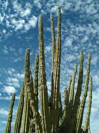 If you live in colder climates, it would be a great houseplant. Organ Pipe Cactus State Of Baja California Sur Mexico Stock Image Image Of Green Skim 54996855