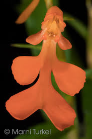 Image result for Habenaria disparilis