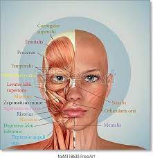 Free Art Print Of 3d Female Face Muscles Anatomy In 2021 Face Muscles Anatomy Facial Muscles Anatomy Muscle Anatomy
