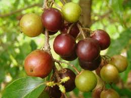Image result for Flacourtia indica