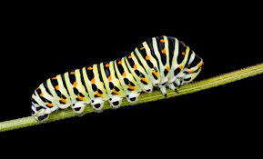Caterpillar Wikipedia