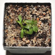 Image result for Genlisea hispidula