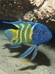 Pin En Peces