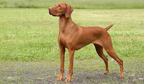 However, from time to time, you may be able to find a puppy from a champion line of parents going for as high as $1,500 to $2,000+. Vizsla Dog Breed Information