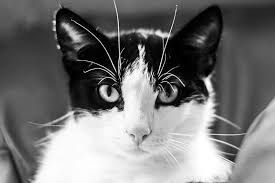 Kedi Yavru Kedi Erkek Kedi Cute Kittens Hayvanlar Evcil Hayvanlar