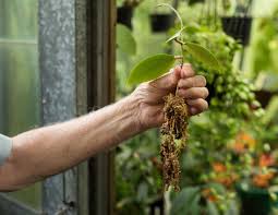 The technique of choice is propagation through stem cuttings. How To Propagate Hoyas The Planthunter