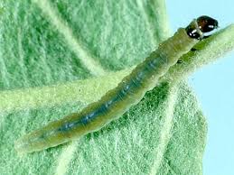 Image result for Archips rosanus