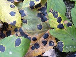 Fire blight is a destructive disease caused by a bacterium (erwinia amylovora) that thrives in the warm, humid, and rainy. Tree Diseases And Diagnosis Organic Air Tree And Shrub Care Avon Oh 419 210 5891