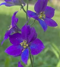 Pin On Green Thumb Gardening