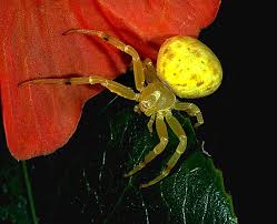 We did not find results for: Flower Spiders The Australian Museum