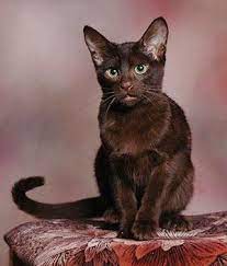 havana brown breed information pictures kitten price pretty cats cats brown cat