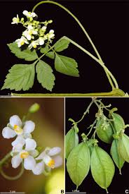 Image result for Cardiospermum grandiflorum