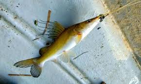 Mancing ikan lampam jawa umpan dedak ayam tambah dedak 929 memang padu bossku, thanks pada sahabat yang telah. Profil Ikan Lampam Ekor Merah Umpan