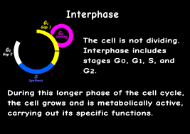 C 2.which cell is in metaphase? Interactive Cell Cycle