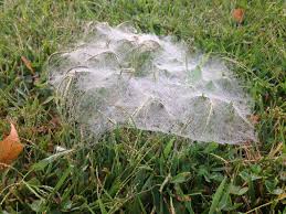 Most spiders that hide in basements are web builders. Staten Island Nature Are Funnel Web Spiders Living In Your Basement Silive Com