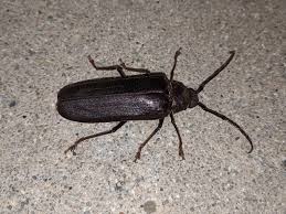 Image result for Blotiella trichosora